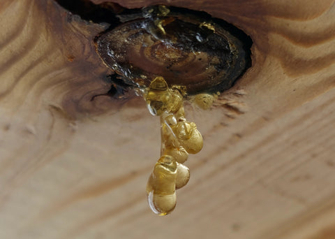 Rohpropolis - Qualitätsmerkmale, Herkunft und Beurteilung in der Imkerei