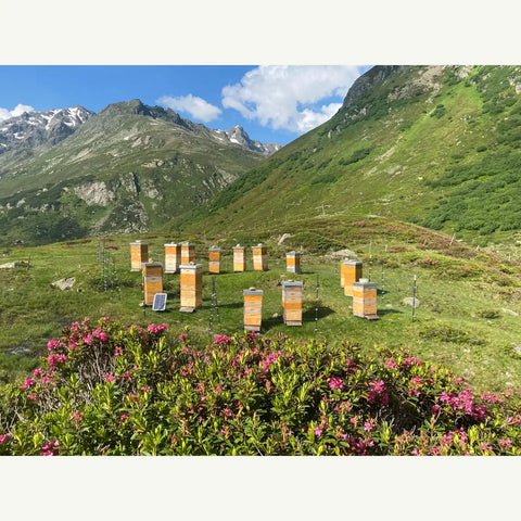 Bienenstand in alpiner Berglandschaft mit Alpenrosen – Honigproduktion aus Schweizer Hochgebirgsimkerei