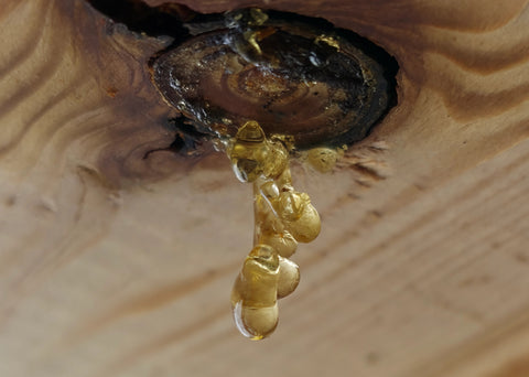 Makroaufnahme von goldgelben Baumharz-Tropfen an einem dunklen Astloch in hellem Holz, natürliches Harz als Ausgangsmaterial für Propolis, das von Bienen gesammelt wird