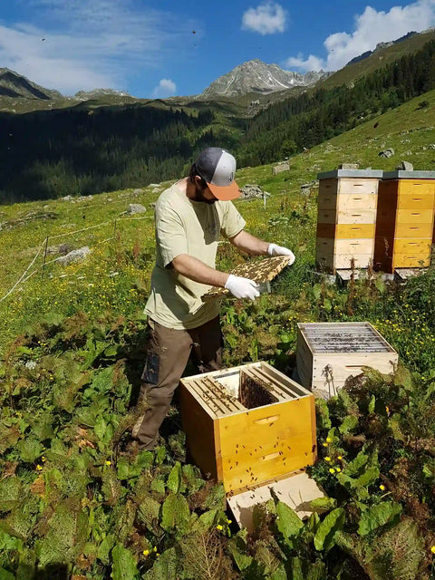 Imker kontrolliert Honigwabe am Bienenstand im alpinen Hochgebirge bei Klosters, Sichtprüfung des Bienenvolks während der Arbeit am offenen Bienenkasten