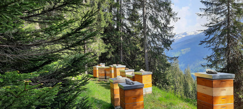 Mehrere Bienenkästen der Imkerei SIMI-S-IMI stehen in einer Waldlichtung am Berghang in den Bündner Alpen, umgeben von Tannen und mit Blick ins Tal