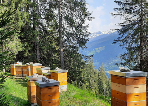 Bienenbeuten in Berglandschaft mitten im Wald im Hintergrund verschneite Bergspitzen
