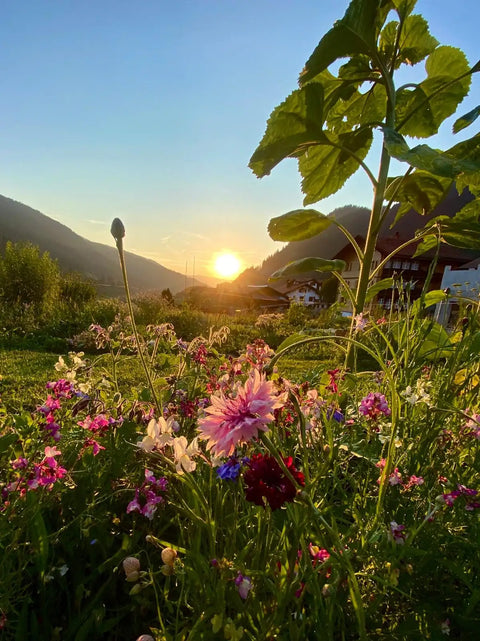 Blühender Garten mit vielfältigen Wiesenblumen im Abendlicht in Klosters – natürliche Umgebung und Lebensraum für Bienen und viele weitere Bestäuber.
