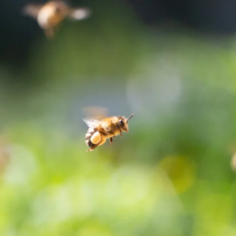 Makroaufnahme einer fliegenden Honigbiene vor grün verschwommenem Hintergrund