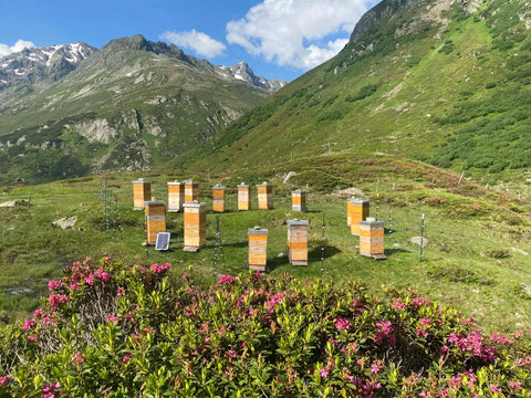 Bienenstand in alpiner Hochlage mit mehreren Holzbeuten auf einer Bergwiese, umgeben von blühender Vegetation Alpenrosen, Berghängen und einem Elektrozaun mit Solarmodul unter strahlend blauem Himmel