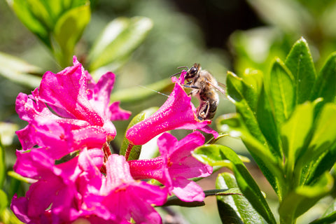 Honigbiene an einer rosa Alpenrosenblüte in Nahaufnahme mit grünem Hintergrund