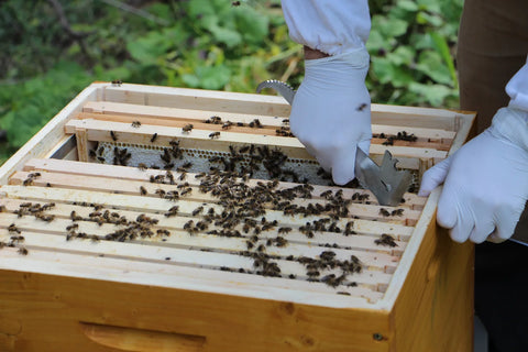 Imker mit Handschuhen bei Qualitätskontrolle am Bienenvolk in einer geöffneten Holzbeute mit Honigwaben und Bienen