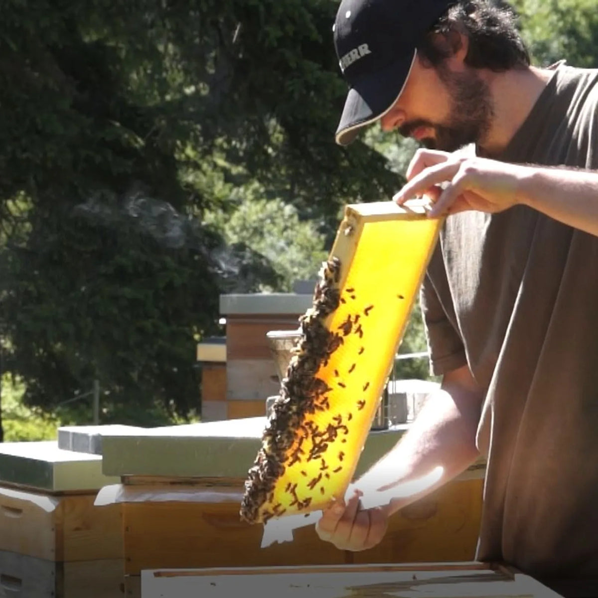 Imker Simon kontrolliert Honigwabe mit Bienen an einem Bienenstand in den Bündnerbergen