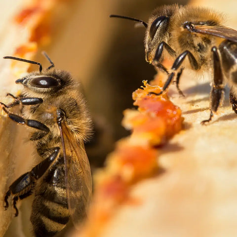 Honigbienen bei der Verarbeitung von Rohpropolis, von Propolis-Harz im Bienenstock, Makroaufnahme von Bienen und Propolis im Bienenstock